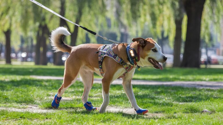 Les Meilleurs Accessoires pour Promener Son Chien en Toute Sécurité et Confort